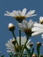 white daisies under a blue sky close-up