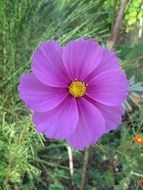 purple cosmea close up