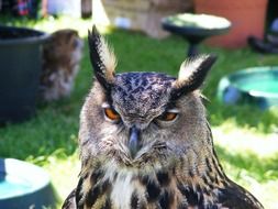 Gray owl with orange eyes