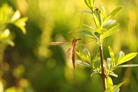 Close-up of the spring insect on the beautiful plant with green leaves with bokeh lights in the garden