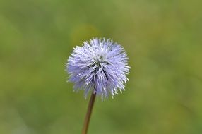 fascinating wild flower