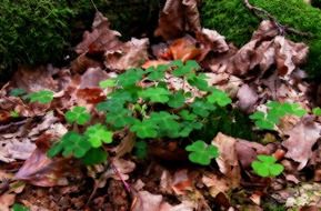 Klee in the forest