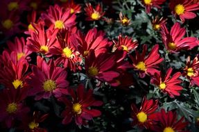 gorgeous red flowers in the shade close-up