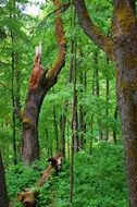 Dry trunks of trees in bright green forest