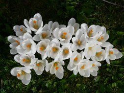 top view on many white crocus on dark green grass