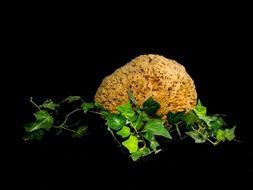 Natural sponge and leaves