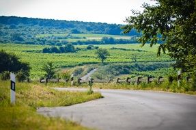 rural road in hungary