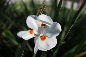 delicate romantic white flower