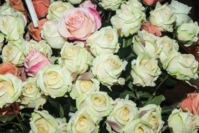 variety of roses close up