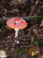 fly agaric among dry forest foliage