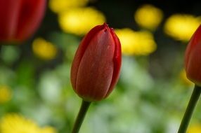 red tulip flowers in the meadow