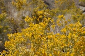 delightful beauty bush shrub