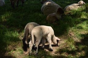 White farm lambs in grass