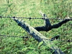 green garden fence