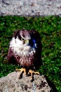 hawk with a menacing look on a stone