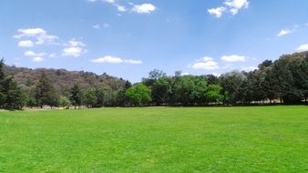 green meadow near the forest