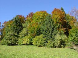 trees of a mixed forest on a sunny day