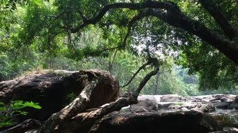 Rocks in the green forest