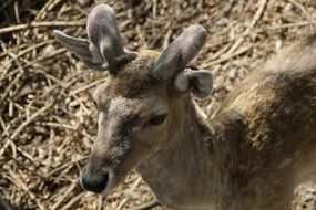 young fallow deer