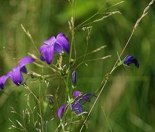 violet campanula patula