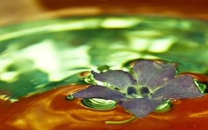 flower in the water