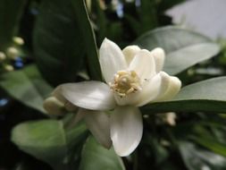 orange blossom on tree