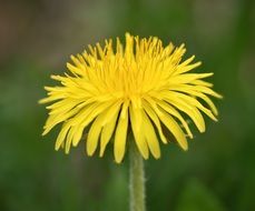 yellow dandelion summer bloom