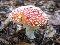 fly agaric mushrooms hidden in the forest close-up on blurred background