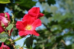 wild rose flower on a bush