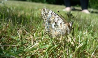 Big Butterfly sitting on a grass