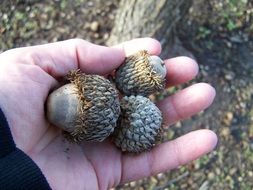 autumn acorns in hand