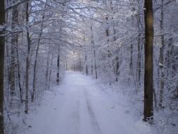 path in winter forest