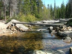 stream with clear water in the forest