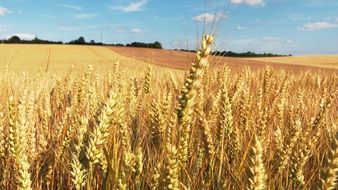 wheat fields in France