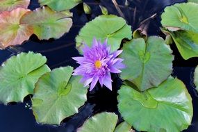 top view of purple lily with sharp petals