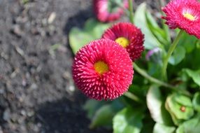 Red daisies in green leaves