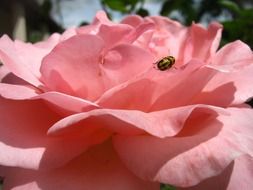 Close-up of an insect on the beautiful, pink rose flower