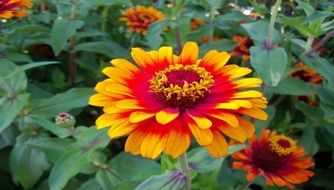 blooming spring zinnia