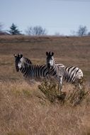 two wild zebras in africa