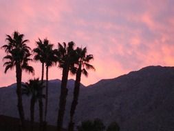 pink sunset over palm trees and mountains