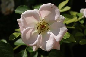 pink wild rose flower in the garden close-up on blurred background