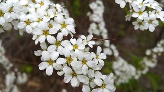 macro picture of natural white flowers in the garden in spring