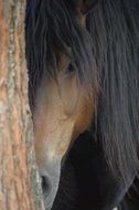muzzle of a horse with a black mane