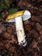 russula among the dry leaves