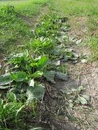 plantago major in the garden