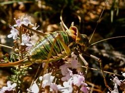 insect grasshopper forest nature summer