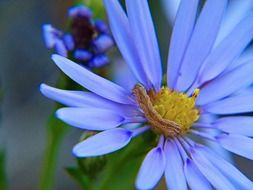 blooming blue and yellow aster flowers