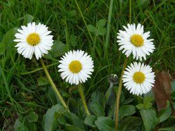 four white daisies in the green grass