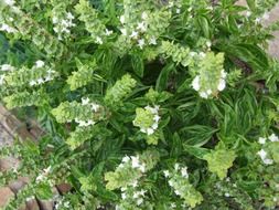 flowering basil