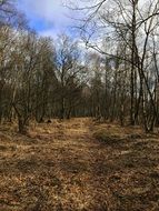 beech wood forest